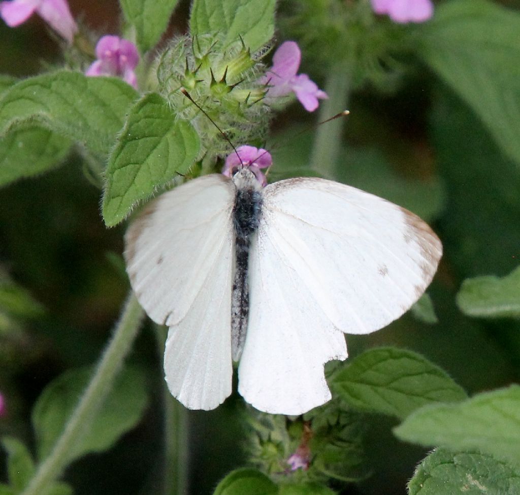 Pieris napi?  S